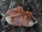 Májgomba (Fistulina hepatica), Budai-hegység